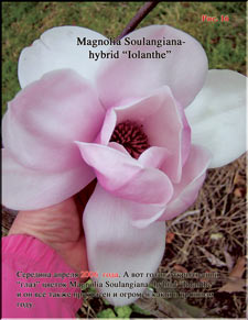 Магнолия Иоланта