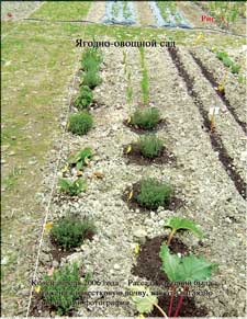 Наш новый огород