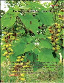 Огромные плоды Павлонии в 2005 году